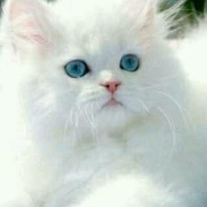 Meet your Posher, Suzette